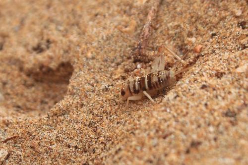 Réf. 302 300 : Gryllomorpha sp.
